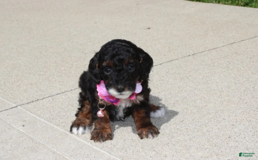 Miniature Poodle dogs for sale: Athena  - Ad 2