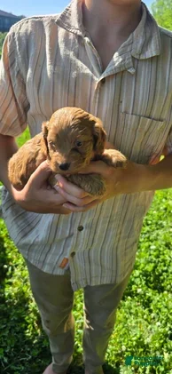 Cockapoo dogs Louis - Ad 1