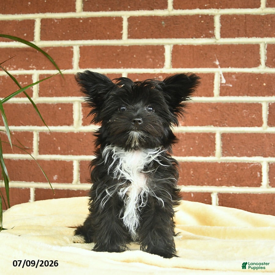 Yorkshire Terrier dogs Stella - Ad 1