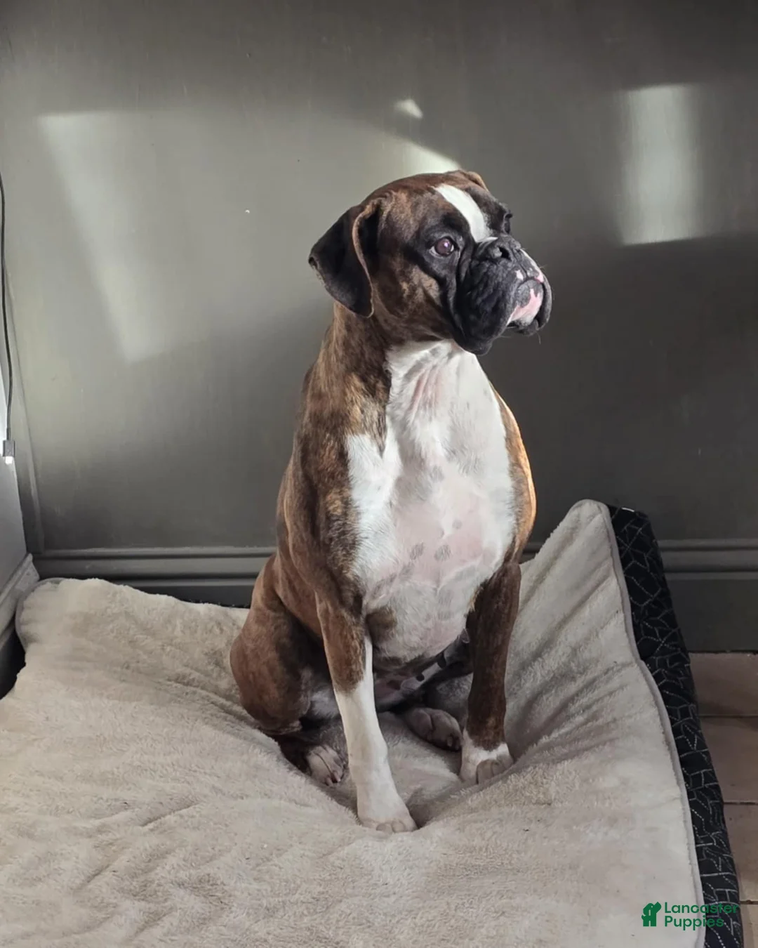Boxer dogs for sale: S'more - Ad 4