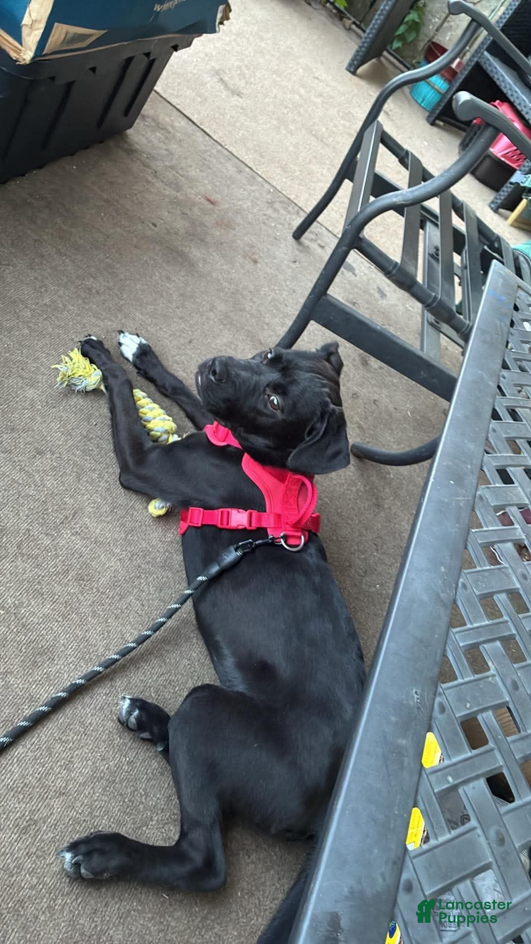 Mixed Breed dogs for sale: Kanesley - Ad 17