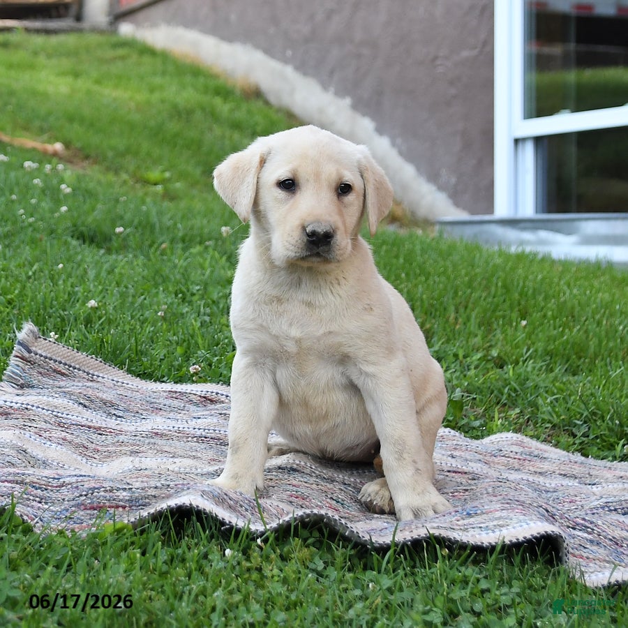 Labrador Retriever dogs Glory - Ad 1