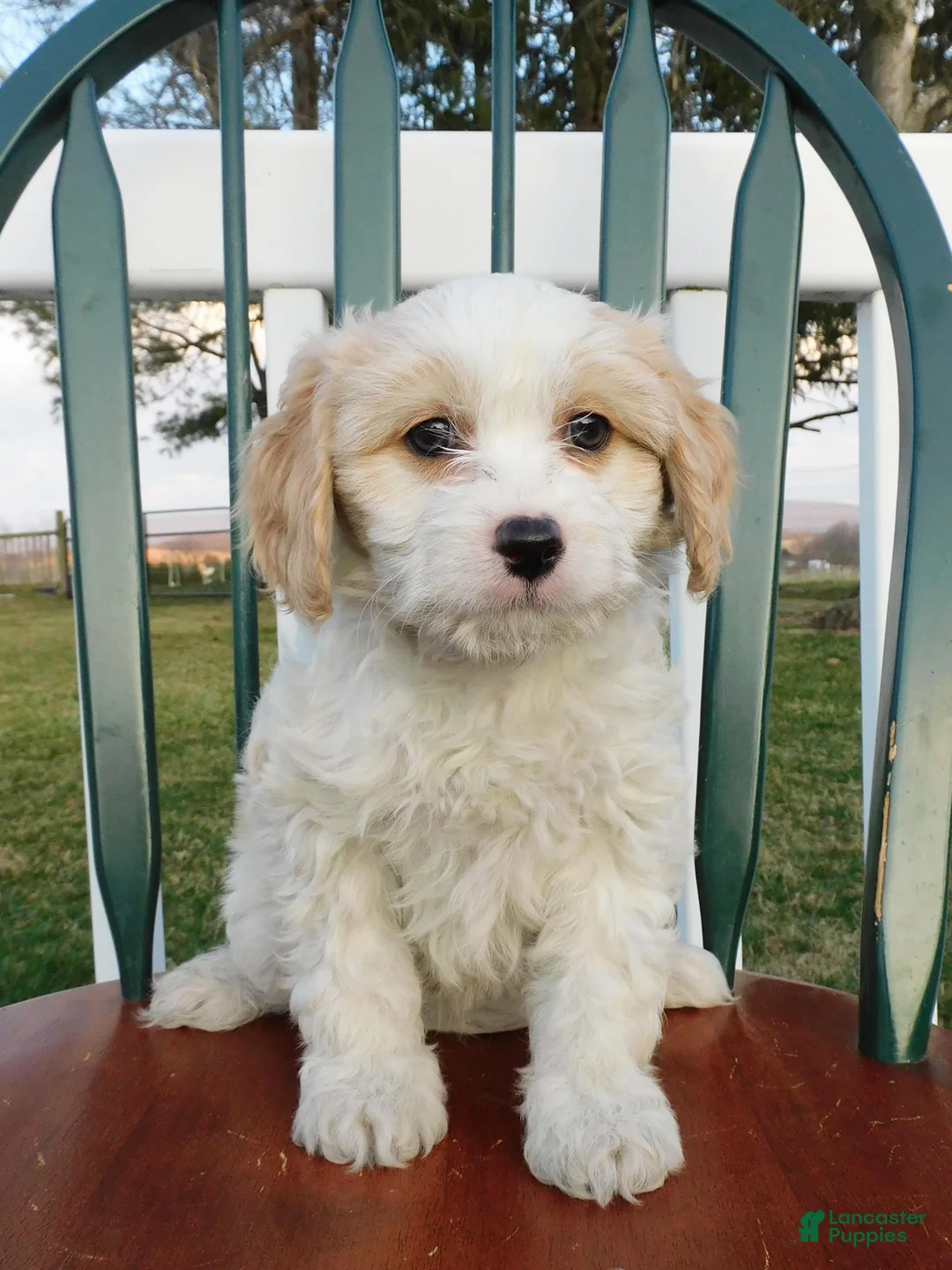 Cavachon dogs for sale: Snowdrop - Ad 1