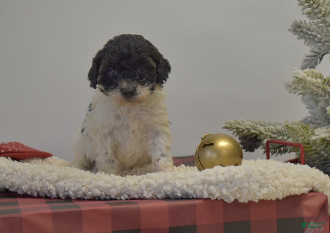 Miniature Poodle dogs for sale: Mylah - Ad 7