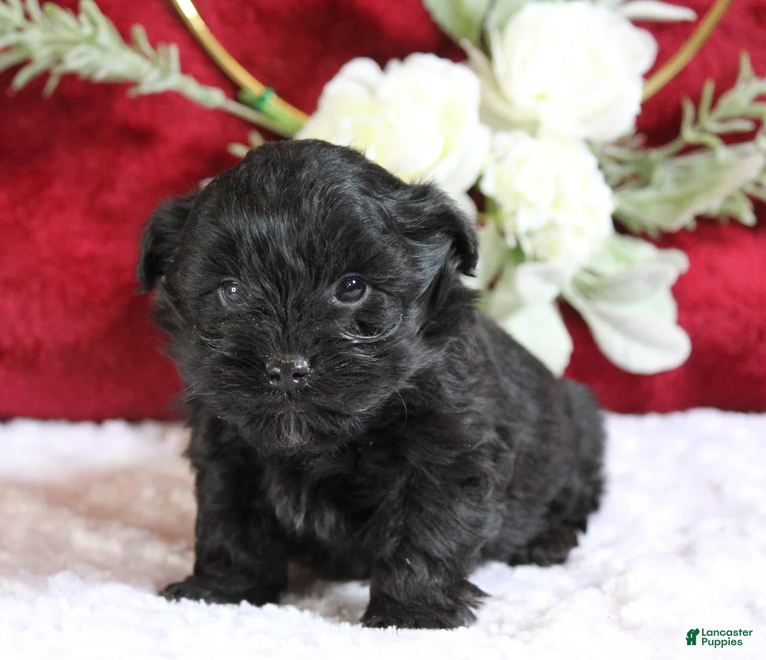 Yorkiepoo dogs for sale: Bentley - Ad 1