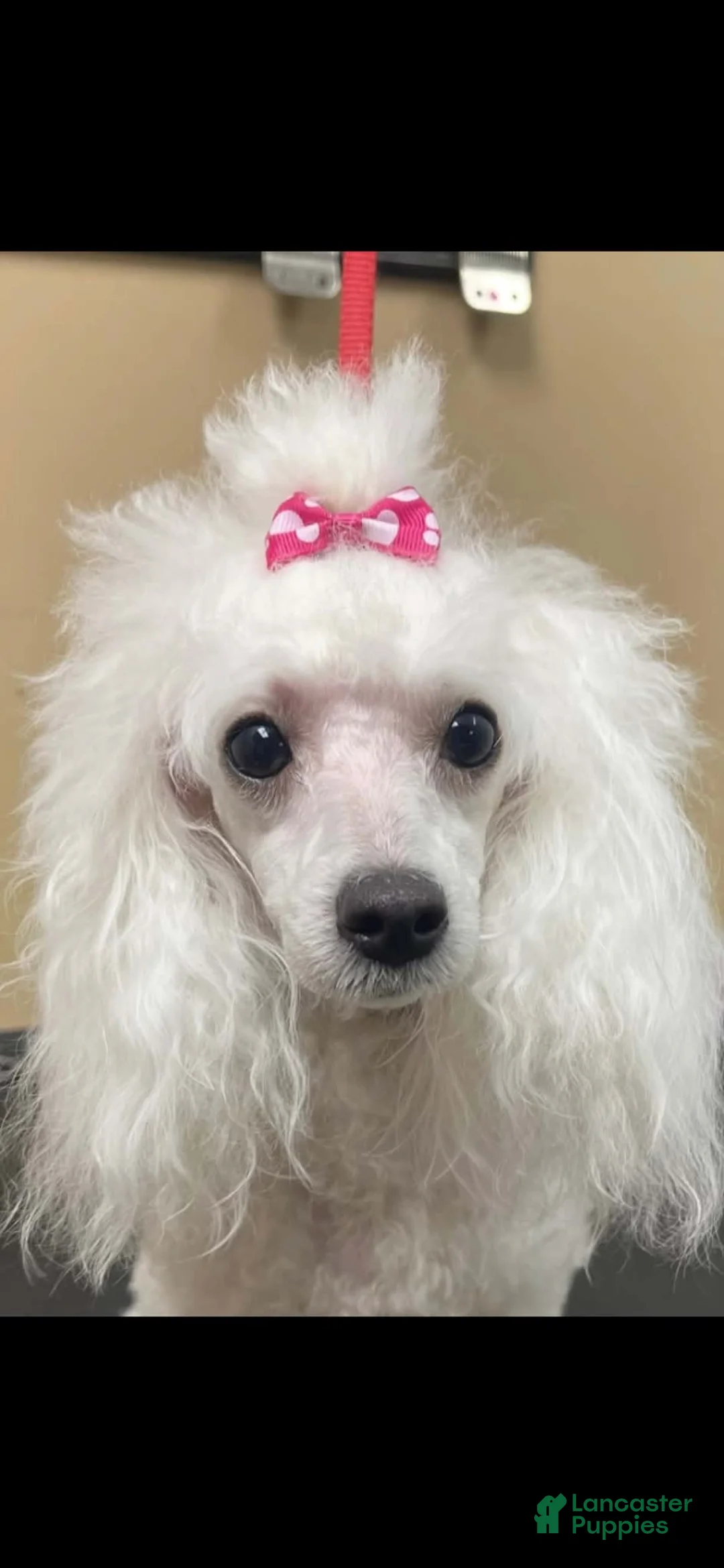 Toy Poodle dogs for sale: Koda - Ad 7