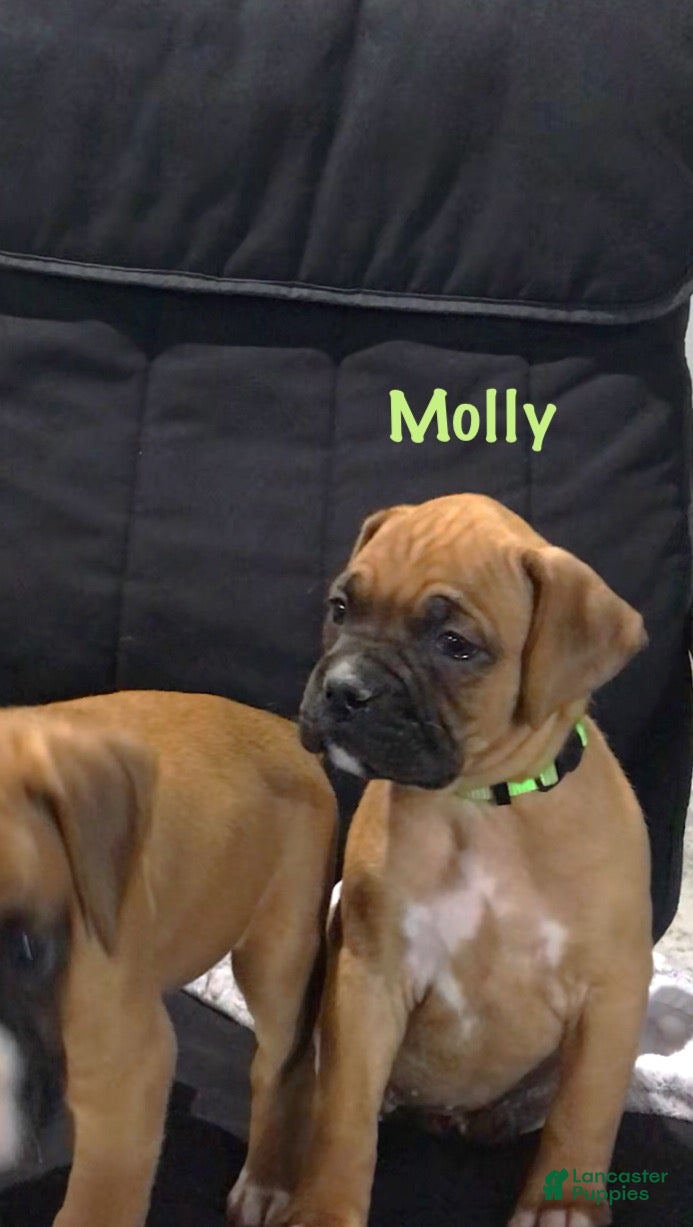 Boxer dogs Boxer Puppy 4 - Ad 2