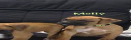 Boxer dogs for sale: Boxer Puppy 4 - Ad 2