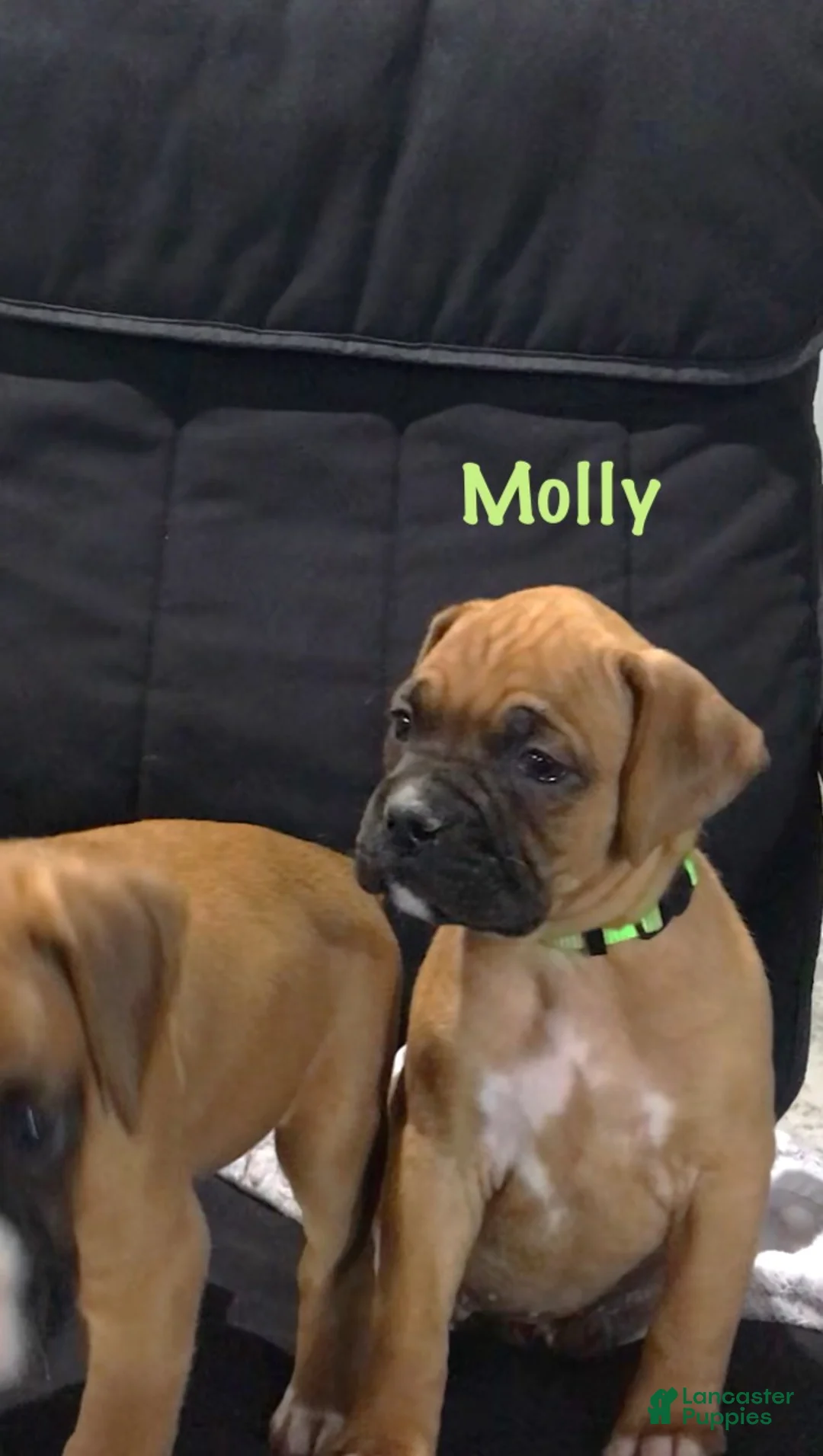 Boxer dogs for sale: Boxer Puppy 4 - Ad 2
