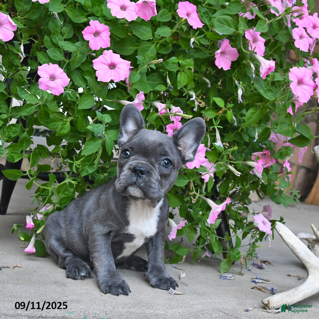 French Bulldog dogs for sale: Freckles - Ad 5
