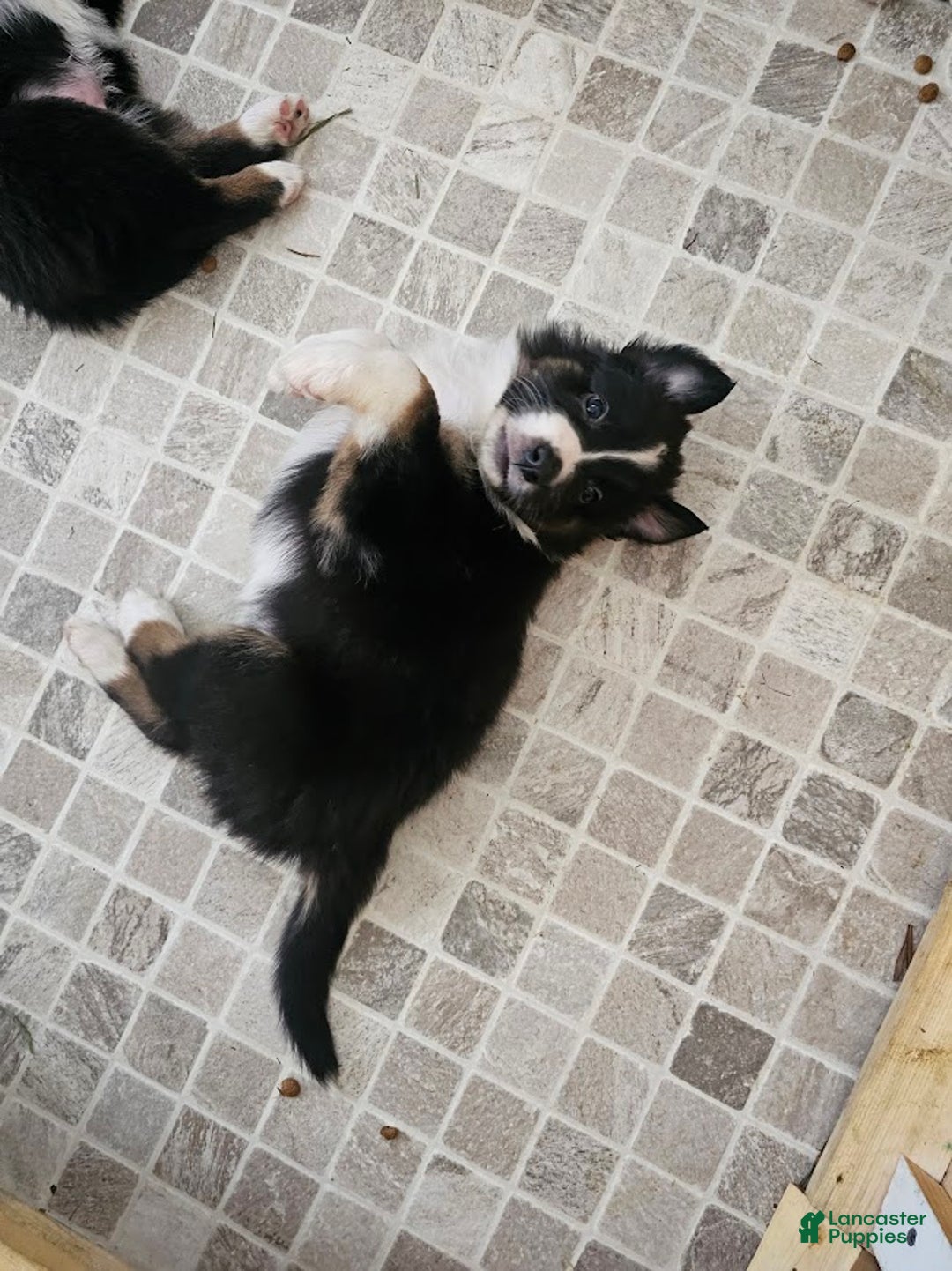 Australian Shepherd dogs for sale: Ocean - Ad 2