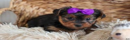 Yorkshire Terrier dogs for sale: CALLIE - Ad 8