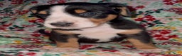 Greater Swiss Mountain Dog dogs for sale: Holly Jolly  - Ad 4
