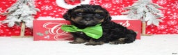 Yorkiepoo dogs for sale: Harvest  - Ad 10