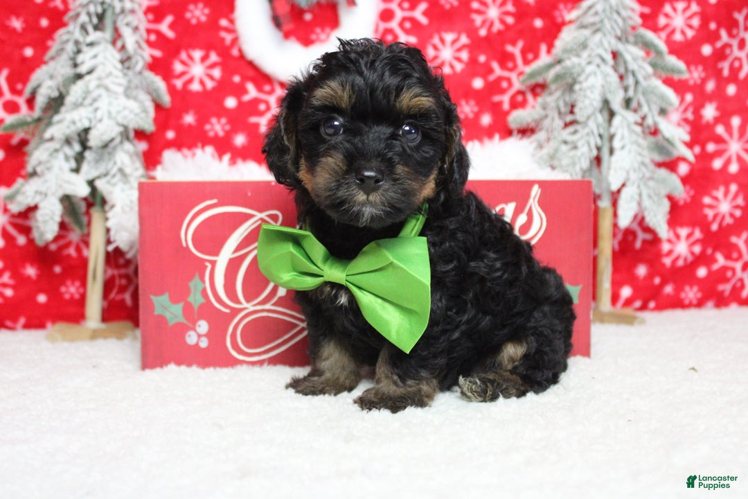 Yorkiepoo dogs for sale: Harvest  - Ad 10