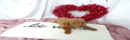 Goldendoodle dogs for sale: Boston - Ad 4