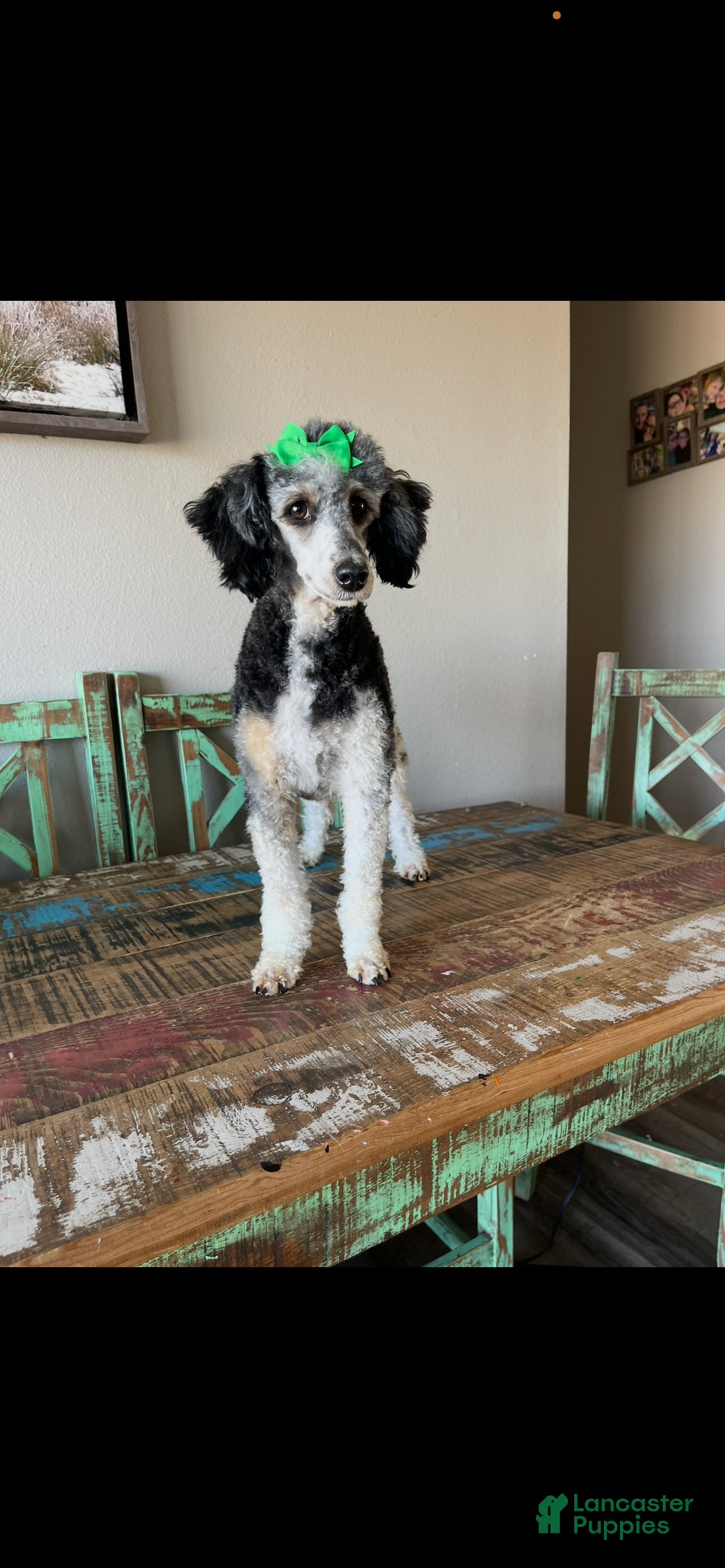 Miniature Poodle dogs Akc Clear Black Phantom Tri - Ad 1