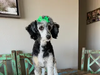 Miniature Poodle dogs for sale: Akc Clear Black Phantom Tri - Ad 2