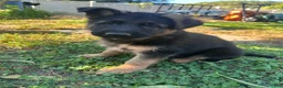 German Shepherd dogs for sale: Gerda - Ad 2