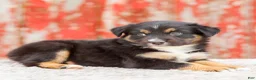 Australian Shepherd dogs for sale: Candace - Ad 3