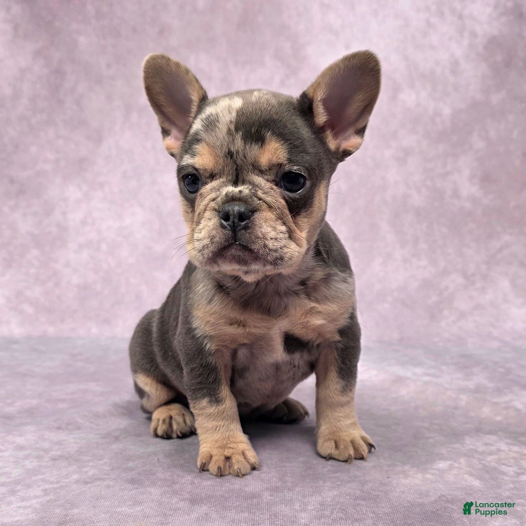 French Bulldog dogs for sale: Remi - Ad 2