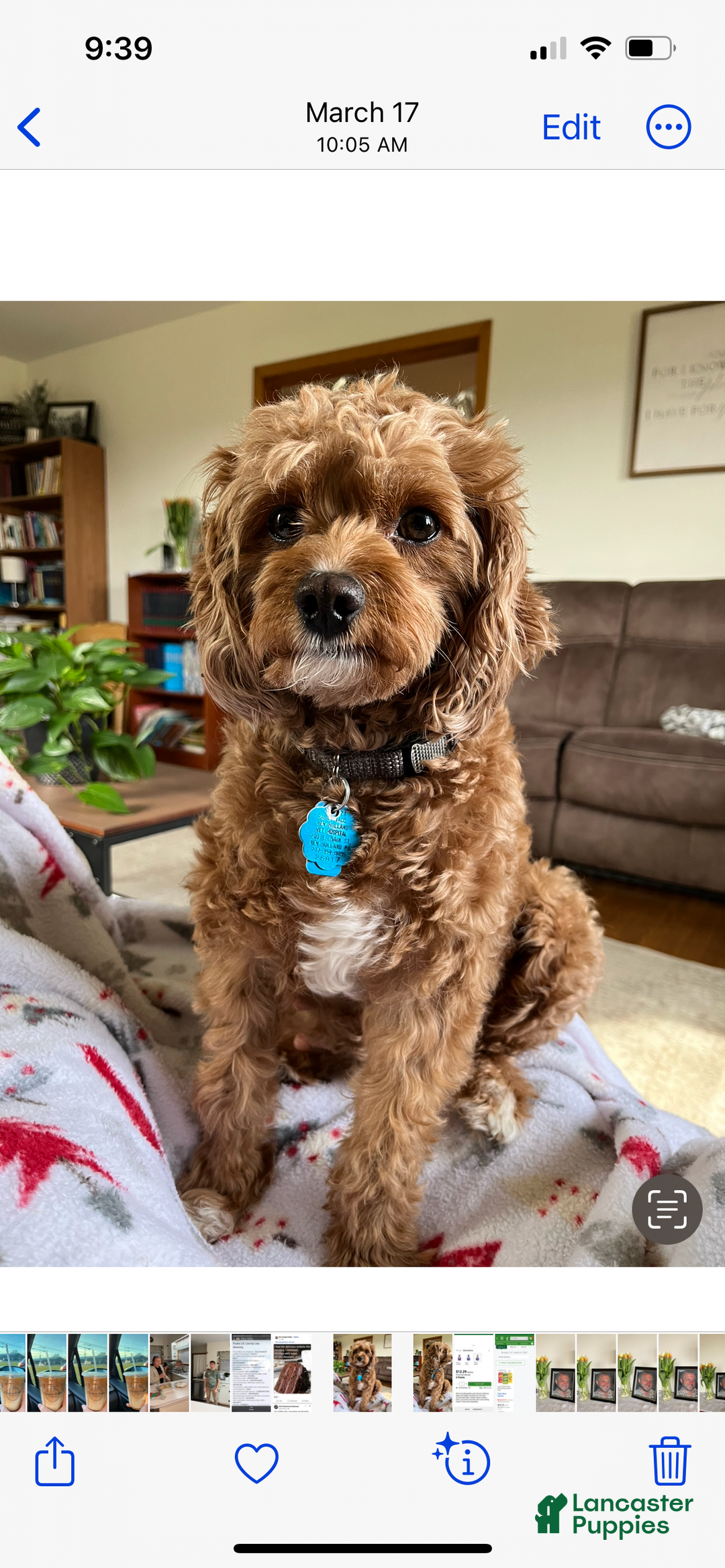 Cavapoo dogs for sale: Cavapoo Puppy 4 (Ivy) - Ad 6
