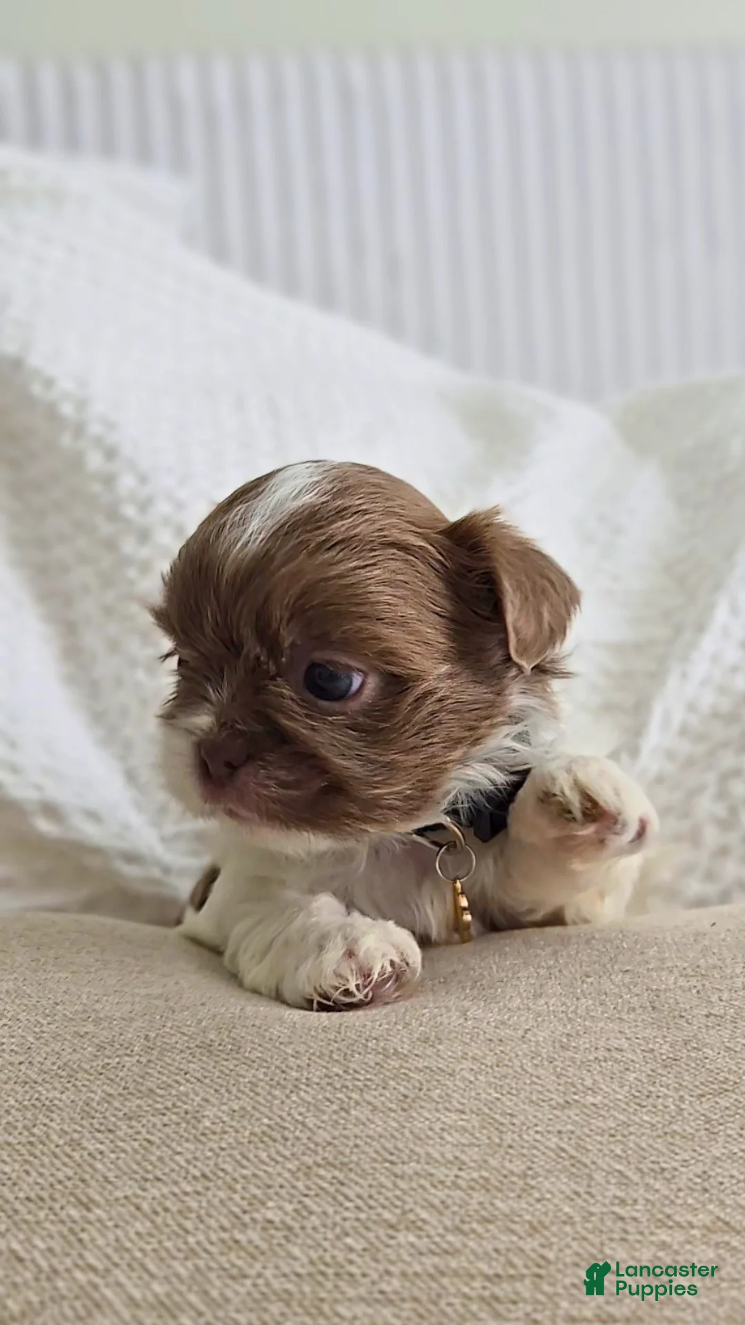 Shih Tzu dogs for sale: Pepper - Ad 2