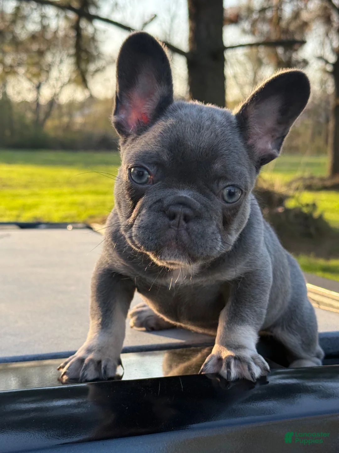 French Bulldog dogs for sale: French Bulldog Puppy 1 - Ad 1