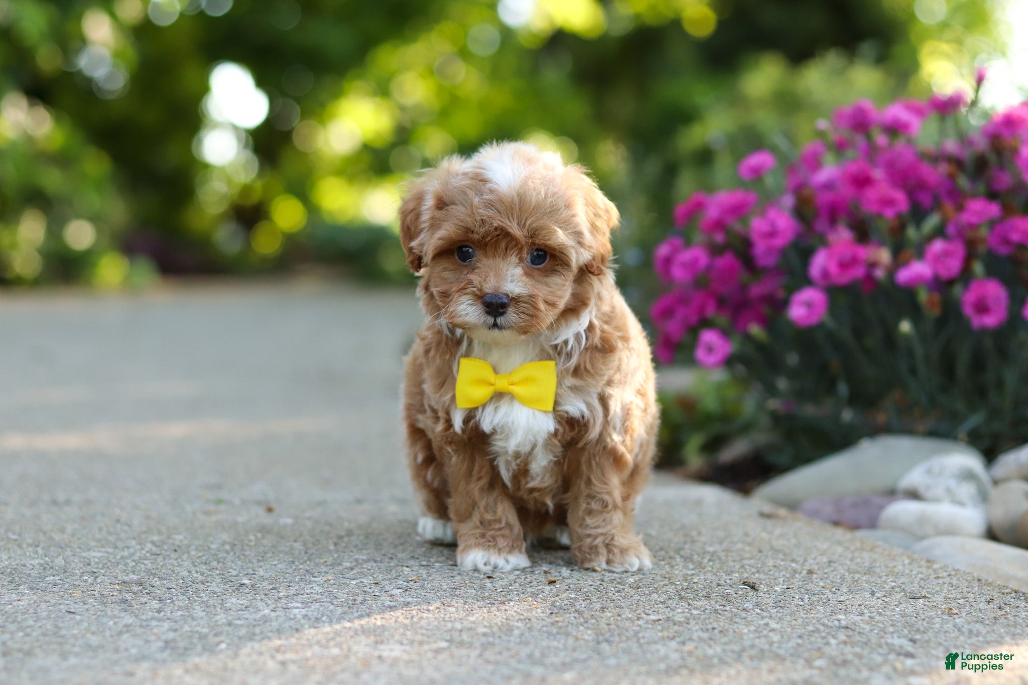 Cavapoo dogs for sale: Brady - Ad 5