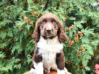 English Springer Spaniel dogs - Ad 10