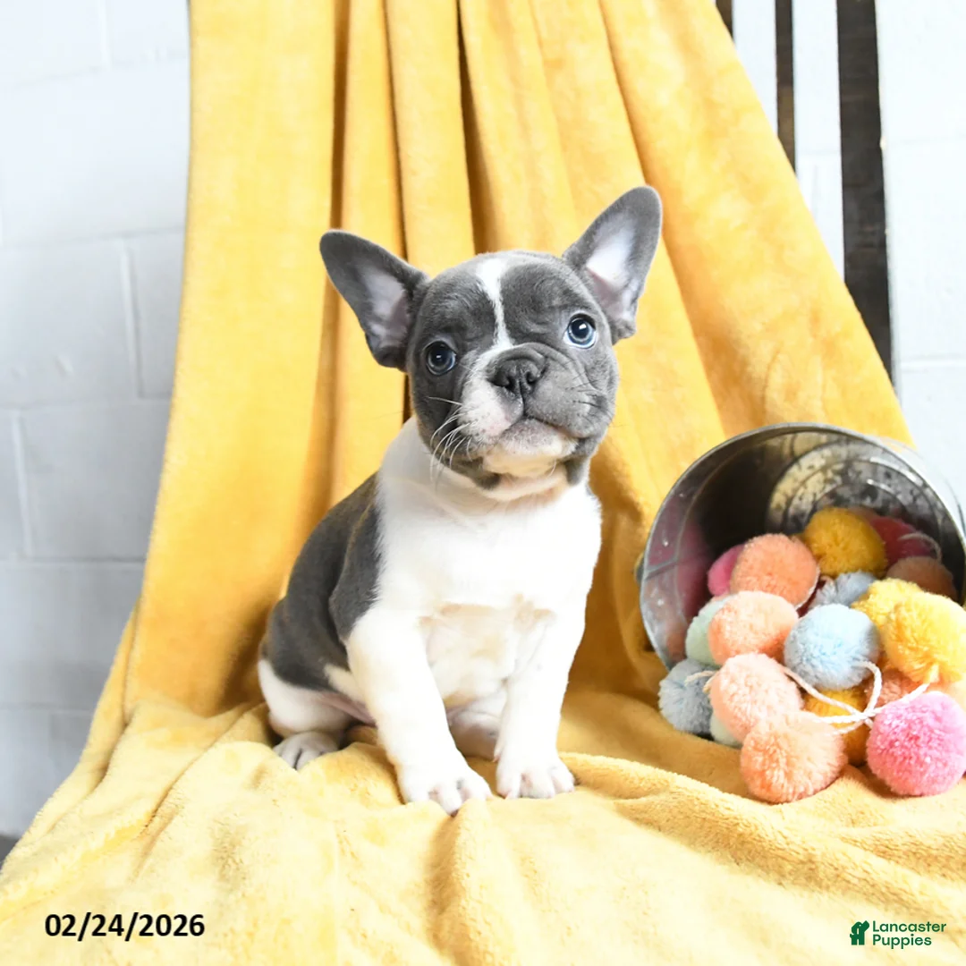French Bulldog dogs for sale: Fifi - Ad 4