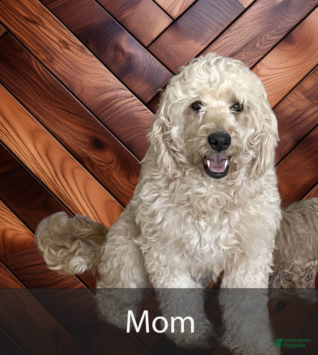 Mini Goldendoodle dogs for sale: Heidi - Ad 10