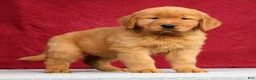Golden Retriever dogs for sale: Denali - Ad 3