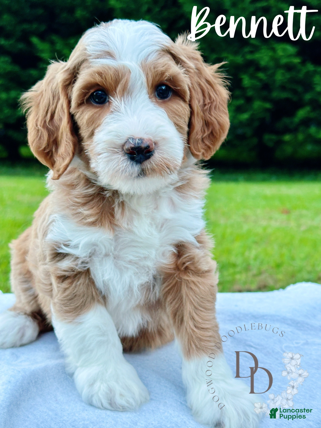 Mini Goldendoodle dogs for sale: Bennett - Ad 1