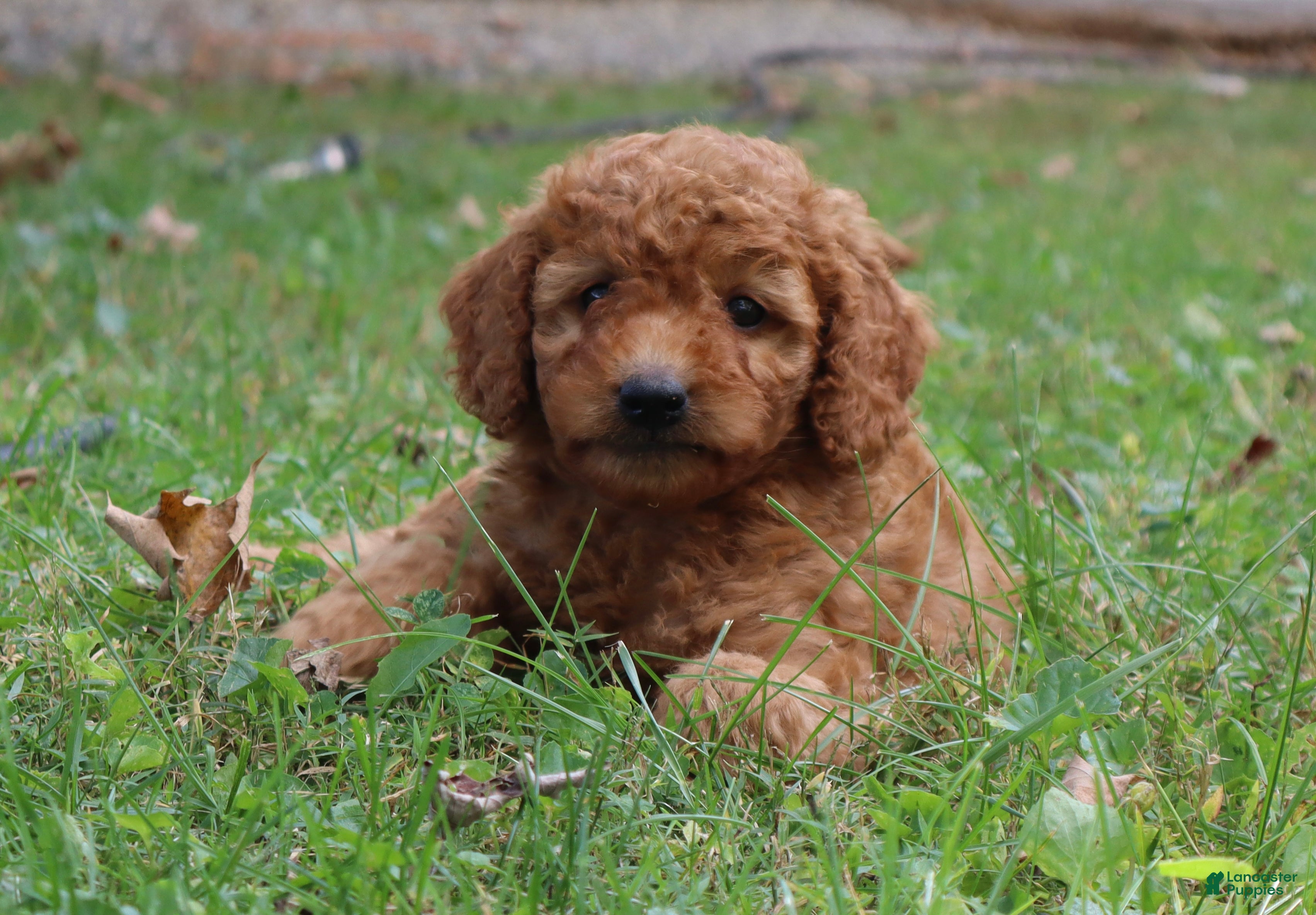 Mini Goldendoodle dogs Cider - Ad 1