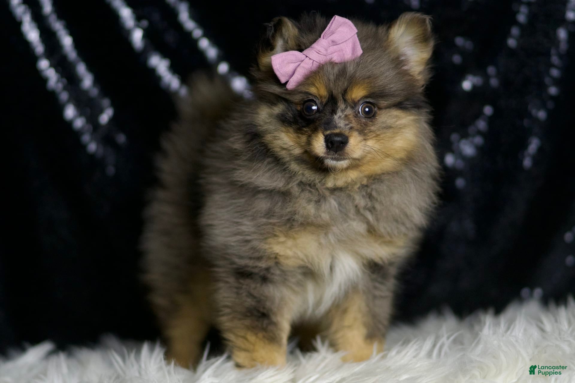 Pomeranian dogs Fluffy - Ad 2