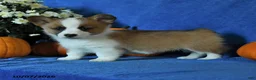 Welsh Corgi Pembroke dogs for sale: Katie - Ad 3