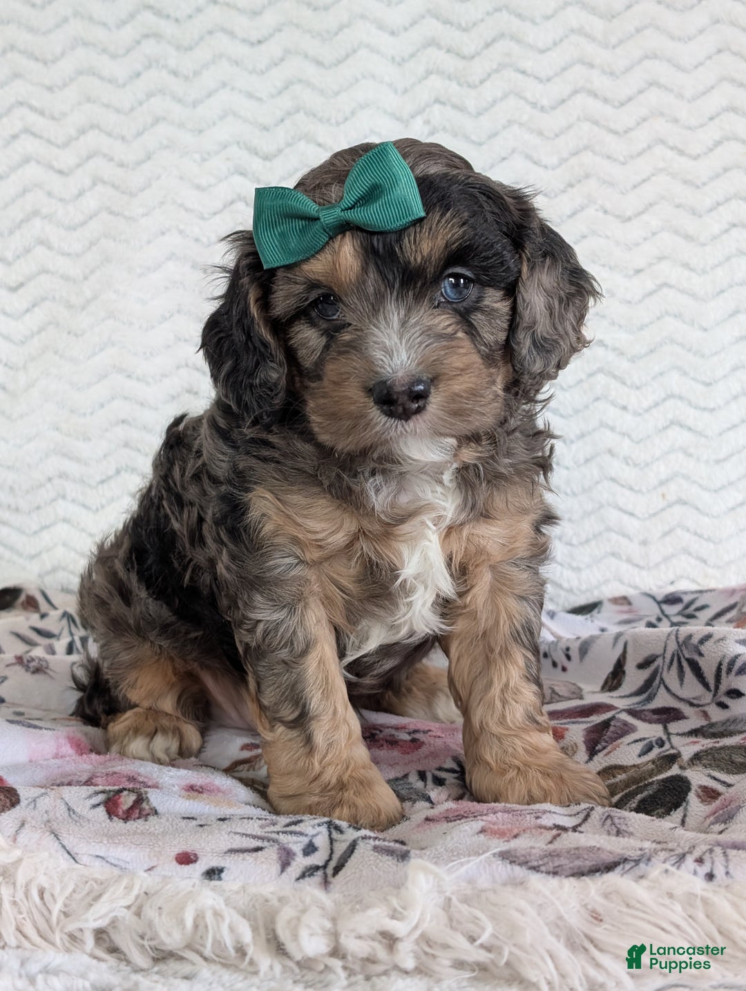 Cavapoo dogs for sale: Charlie  - Ad 29