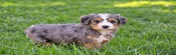 Mixed Breed dogs for sale: Sarah - Mini Bernedoodle - Ad 6