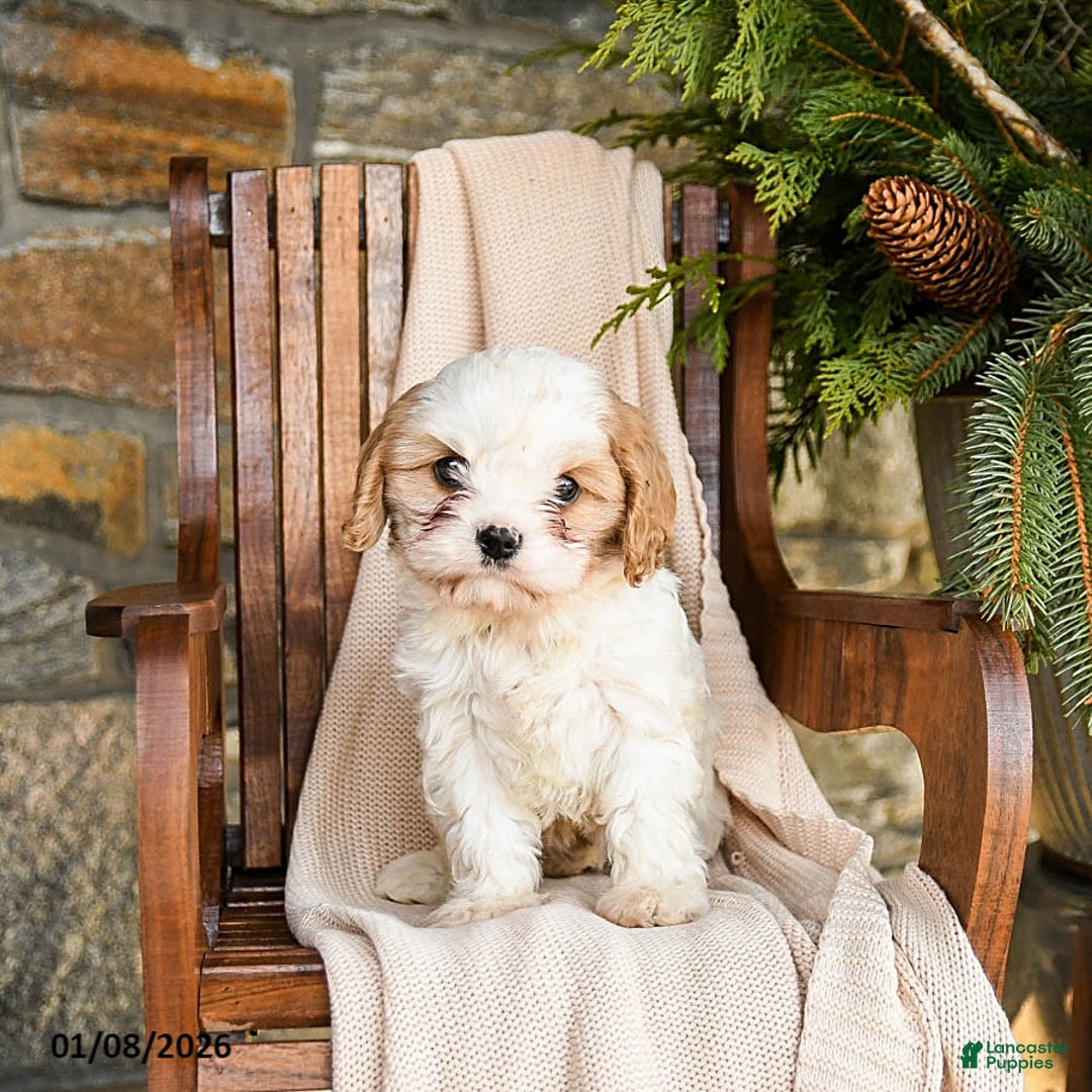 Cavapoo dogs for sale: Cookie - Ad 2