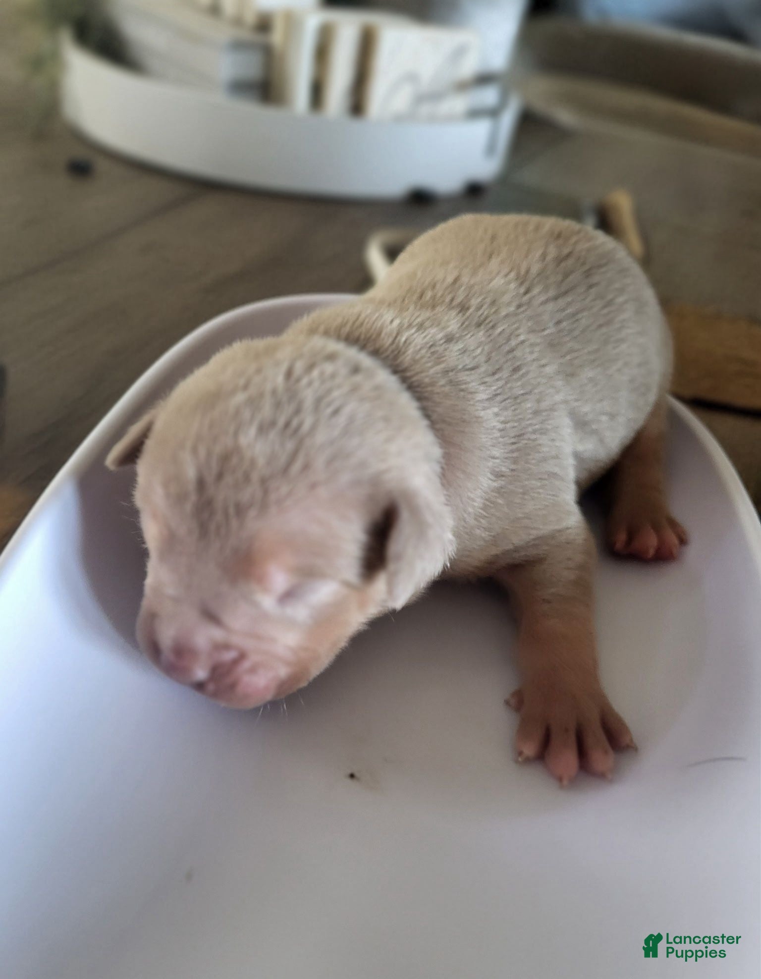 American Bully dogs Golden - Ad 1