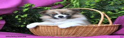 Pomeranian dogs for sale: Lucky - Ad 4