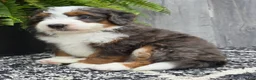 Mini Bernedoodle dogs for sale: Mini Jax - Ad 7