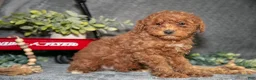 Miniature Poodle dogs for sale: Bowie - Ad 1