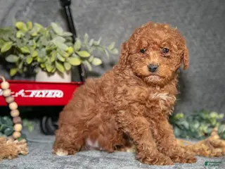 Miniature Poodle dogs Bowie - Ad 41