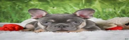 French Bulldog dogs for sale: Lucky - Ad 4