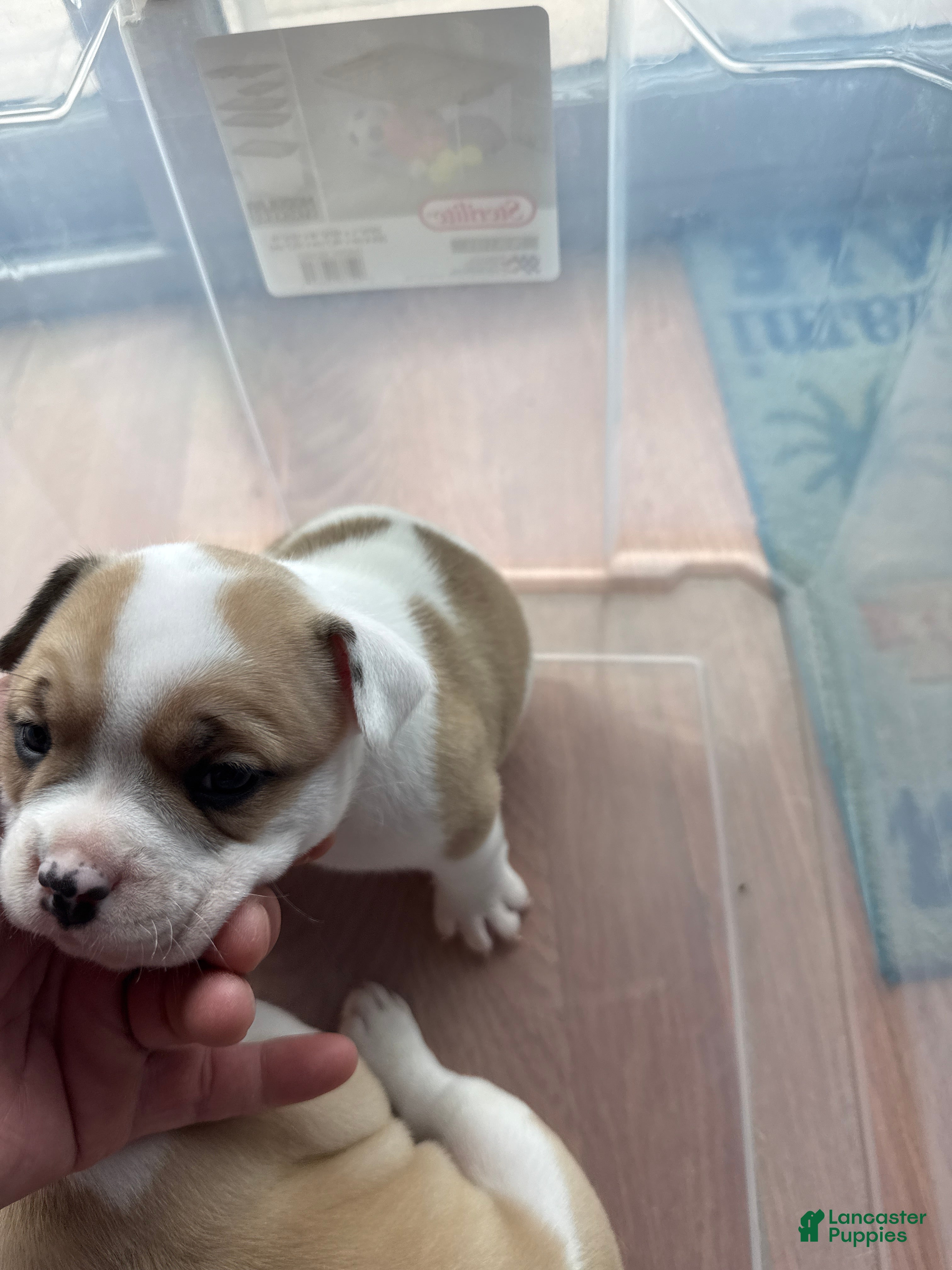 American Bully dogs American Bully 3 - Ad 1