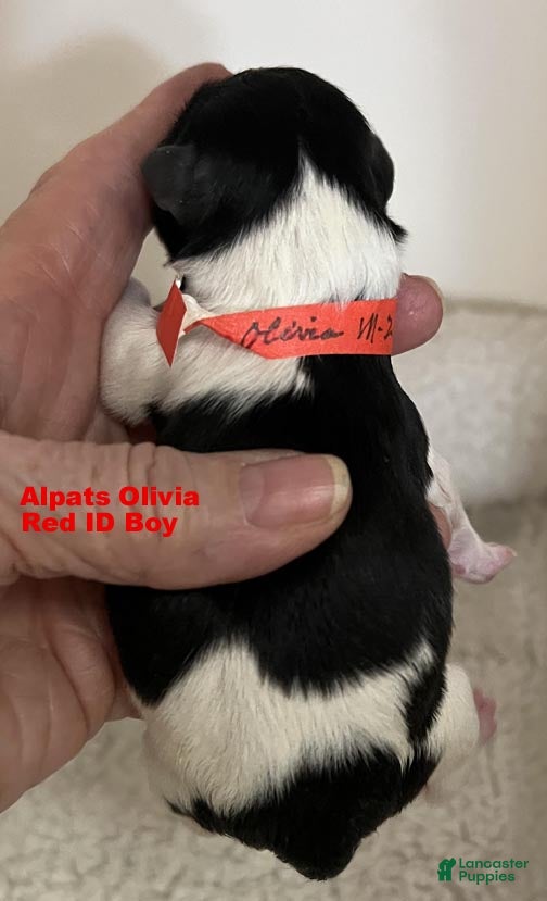 Miniature Schnauzer dogs Red ID Boy - Ad 2