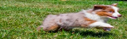 Miniature Australian Shepherd dogs for sale: Noah - Ad 8