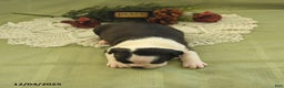 Boston Terrier dogs for sale: Dasher - Ad 4